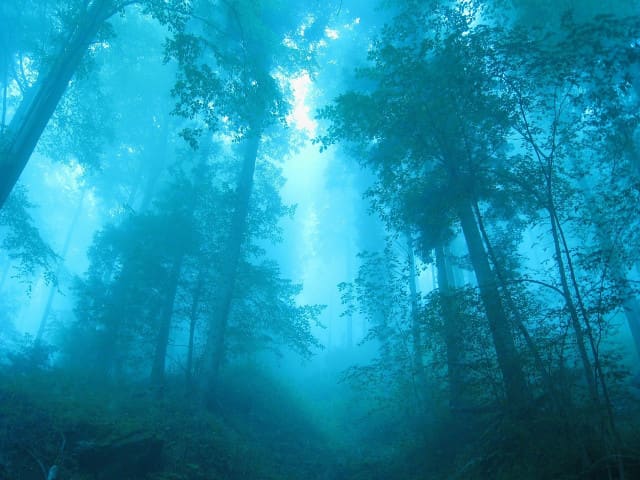 Light Cyan Forest